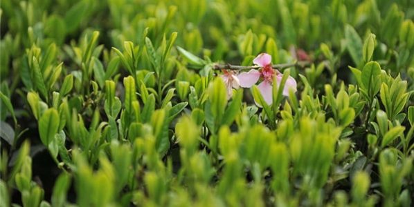 綠茶和紅茶有哪些主要的區別?喝綠茶和紅茶有什麼好處？