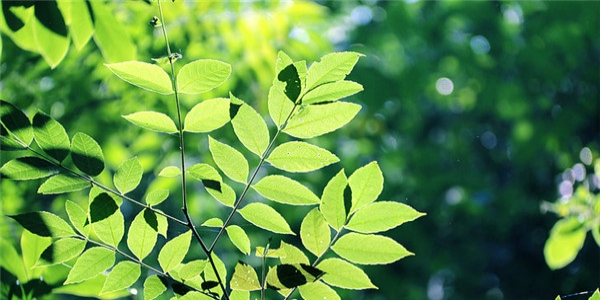 八字丁火生於子月怎麼樣？丁火日主生在子月命運解析