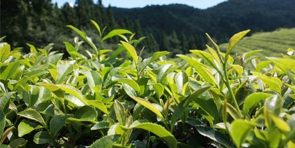 紅茶和綠茶都有哪些區別？