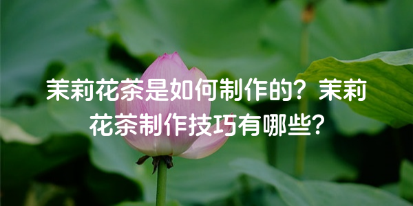 茉莉花茶是如何製作的？茉莉花茶製作技巧有哪些？