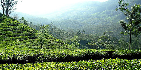 潤茶是什麼意思？不同普洱茶該怎麼洗茶、醒茶、潤茶？