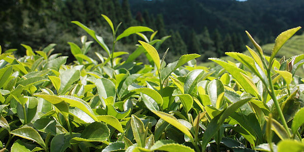 黃金芽是什麼茶？喝黃金芽對身體有什麼好處？