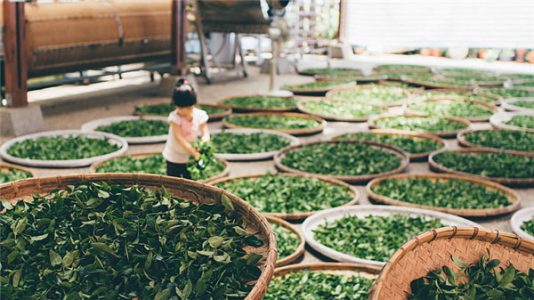 冬天適合喝什麼茶養生？冬天適合喝花茶嗎？