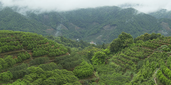 西湖龍井是什麼茶類？黃茶還是綠茶？西湖龍井功效和作用解析