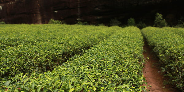 茶都分哪些種類，常見不同分類的茶有哪些特點？